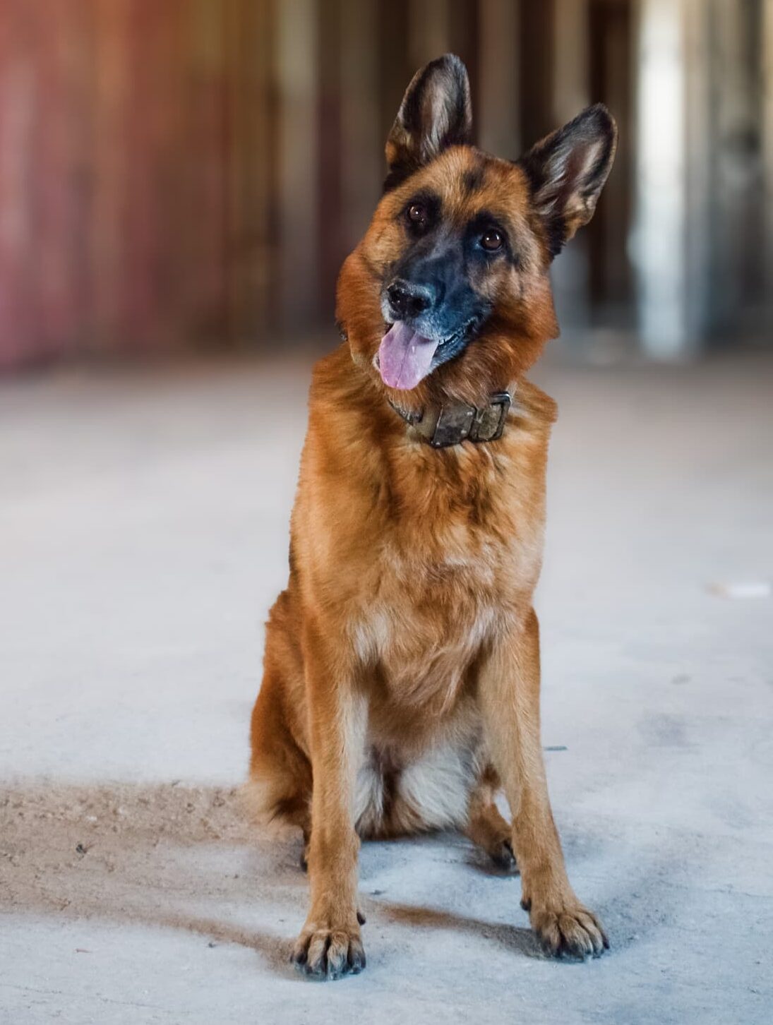 A German Shepherd sits indoors on a smooth floor, tilting its head slightly to one side. Its tongue is out, and it wears a brown collar reminiscent of commercial construction hues. The background is softly blurred in shades of brown and gray.