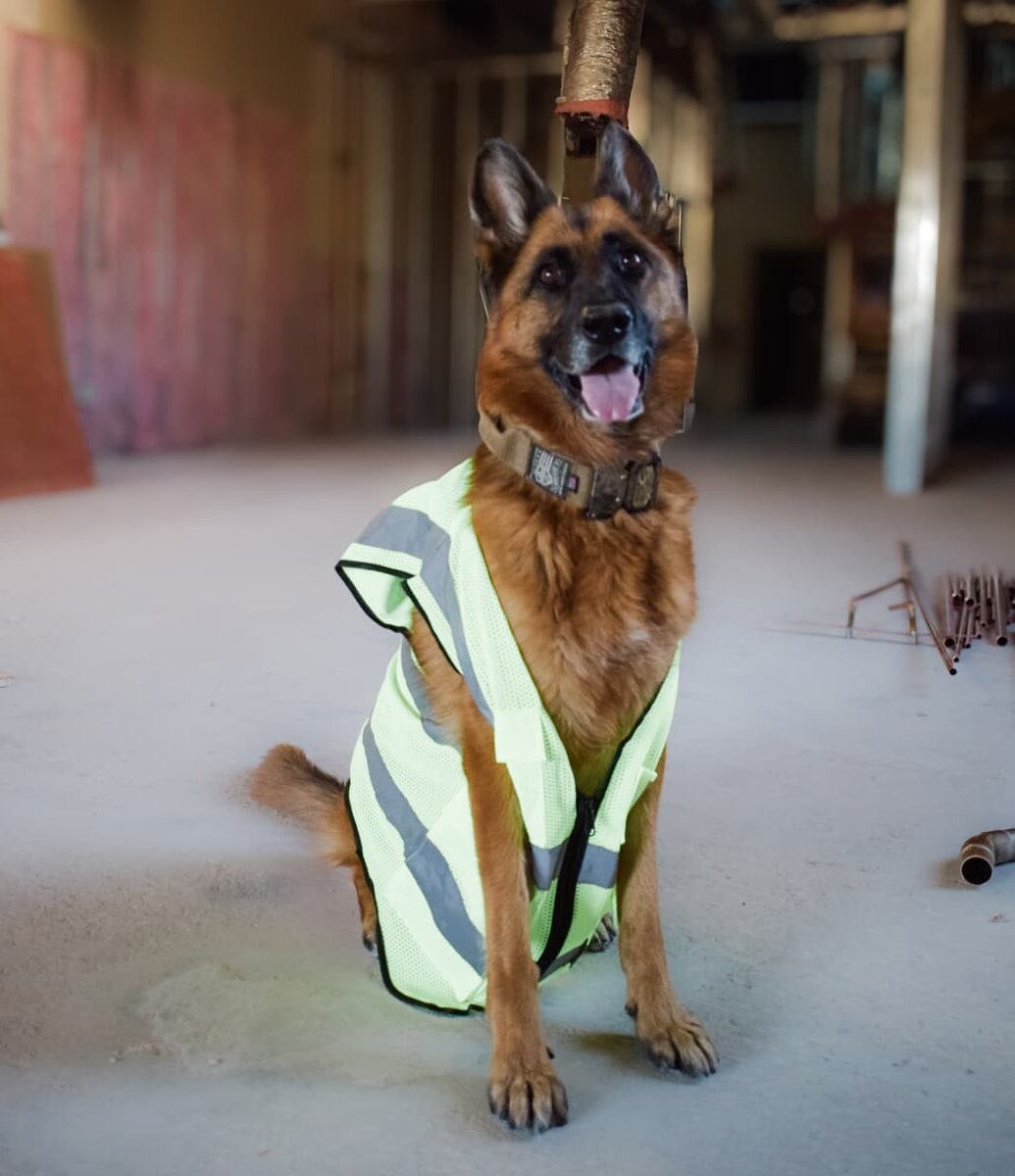 A German Shepherd wearing a bright yellow safety vest sits on a commercial construction site. The area is dimly lit, with building materials and blurred structures in the background. The dog appears alert and attentive, ready for any challenge that comes its way.